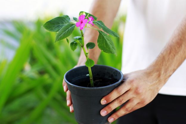 Appendere i vasi delle piante