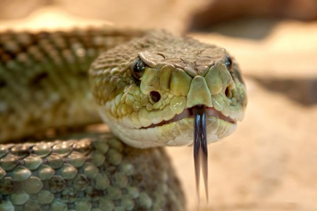 fergie: il veleno di serpente