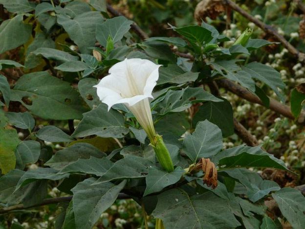 Datura