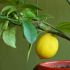 Consigli pratici per crescere i propri limoni