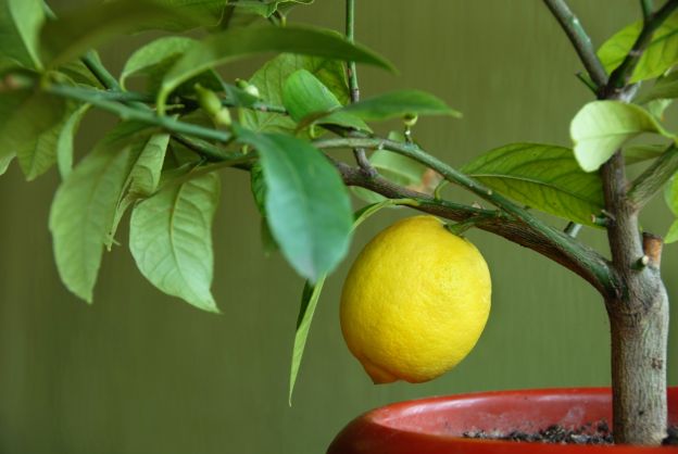 Consigli pratici per crescere i propri limoni
