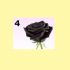 4. Rosa nera