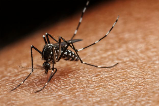 Allevia le punture di insetti