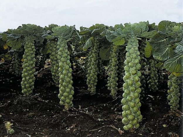 I cavolini di Bruxelles