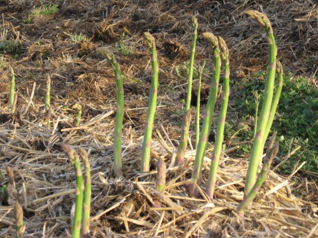 Gli asparagi