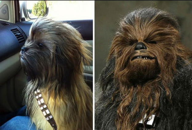 2. Chewbacca