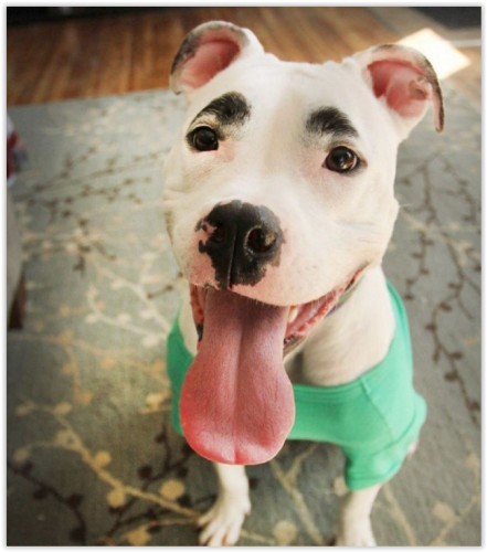 Delle belle sopracciglia!