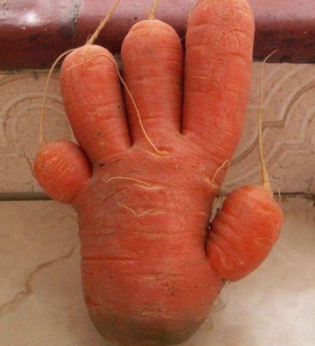 La carota mano