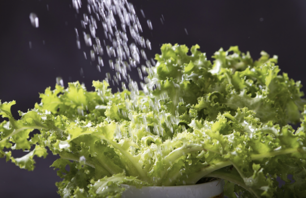 Salvare la lattuga bagnata