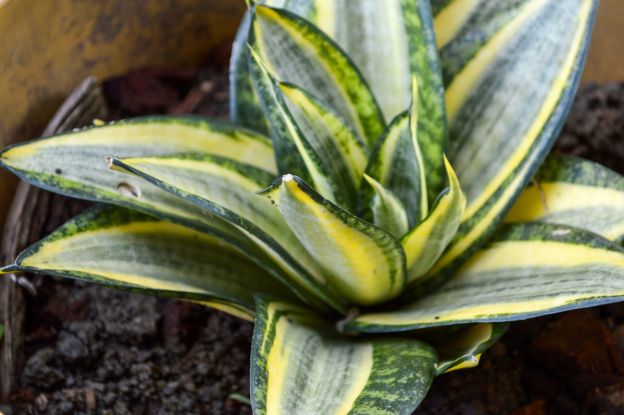 La sansevieria contro le sostanze tossiche della colla