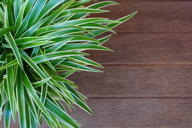 Il falangio contro la formaldeide