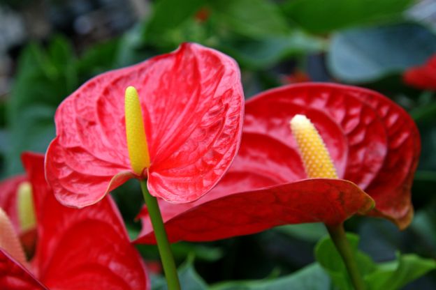 Anthurium contro l'ammoniaca
