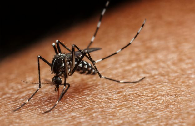 Tenere lontane le zanzare