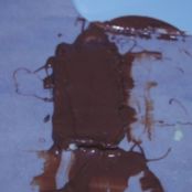 Barrette Kinder cereali - Tappa 3