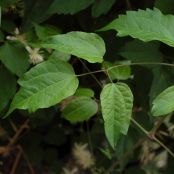 Frittata di vitalba - Tappa 1