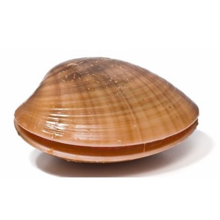 Calamarata, fasolari e carciofi