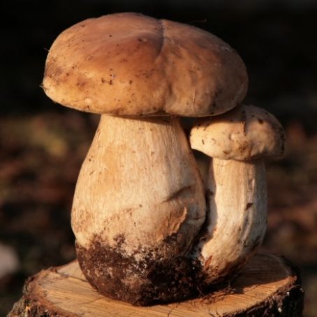 5 dicembre (filetto ai funghi porcini e tartufo)