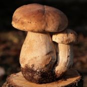 5 dicembre (filetto ai funghi porcini e tartufo)