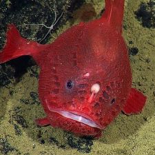 Rana pescatrice ripiena