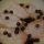 Lonza di maiale con funghi ed olive nere