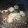 Filetto di suino nero dei Nebrodi al lardo di Colonnata con chutney di mango e salsa di cioccolato al peperoncino