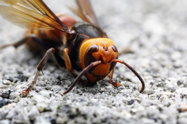 Allevia il dolore delle punture di api e vespe