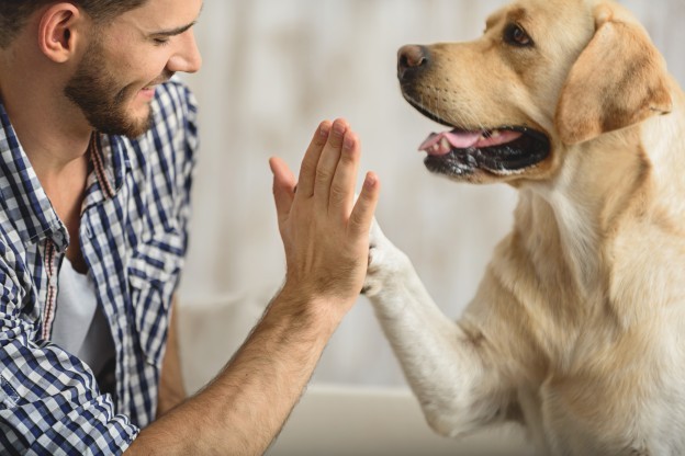 Come convivere al meglio con il tuo cane