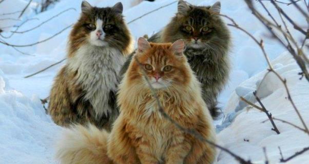 Il potere esoterico dei gatti :)